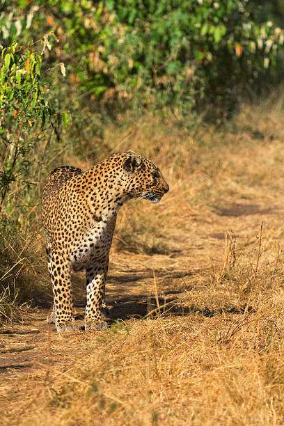 istock Female leopard in Masai Mara 599497324