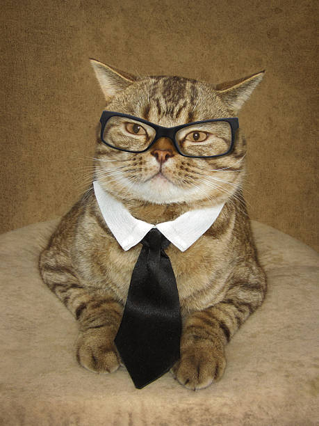 istock The cat in a glasses. 599497846