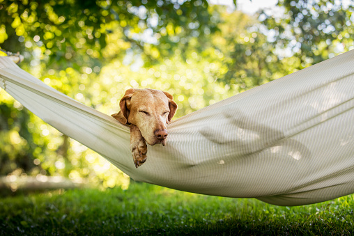 Dog relax in hammock 