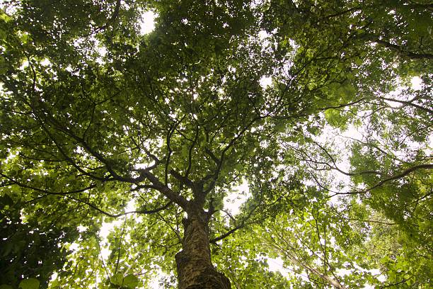 istock Looking up at green trees in Teak Rain forest 599498964