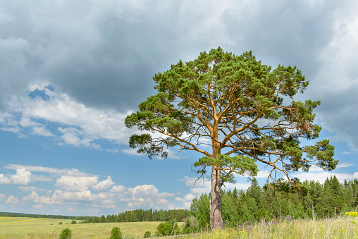solitary pine tree stands alone against blue sky with forest in the background