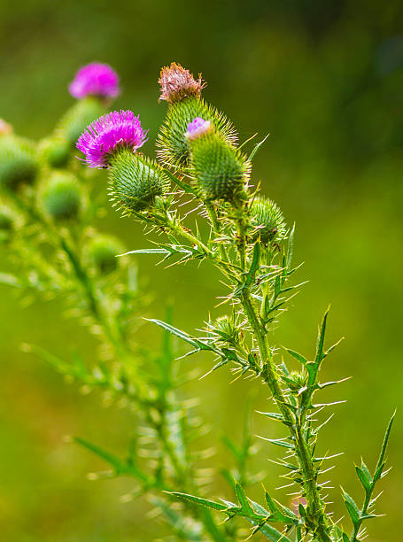 pink milk thistle flower in bloom in spring thistle. pink milk thistle flower in bloom in spring. Single Thistle Flower in Bloom in the field. Pink thistle flower marys stock pictures, royalty-free photos & images