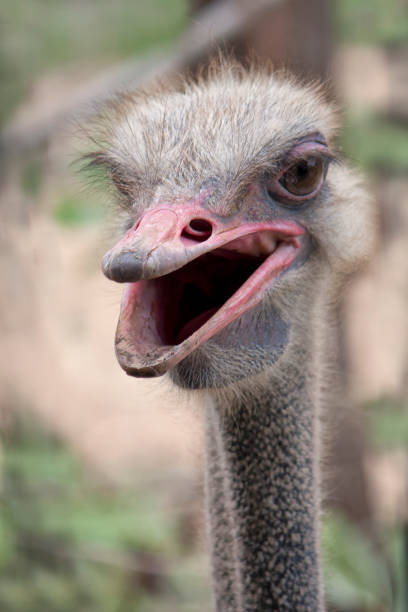 istock Smiling Ostrich portrait 599499908