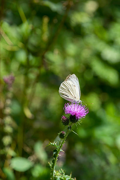 istock White butterfly on purple mountain flower 599500900