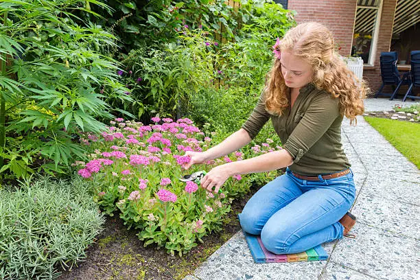 Young dutch woman pruning sedum flowers in garden. This long haired caucasian woman is kneeling on the garden path to cut some pink flowers and put them on a vase in the house. She also wears an echinacea flower in her long blond hair. She love's gardening on a sunny day in summer season. Concept of, active,activity,nature,garden,gardening,cutting,flower,flowers,bloom,blooming,flowering,blossom,blossoming.