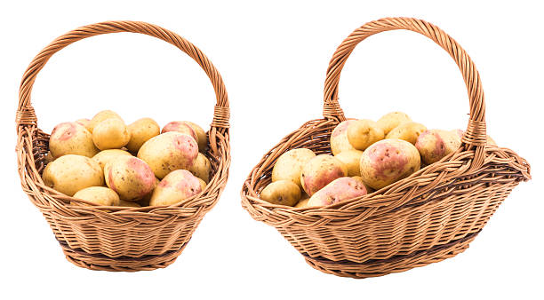 istock New potato isolated on white background. 599502480
