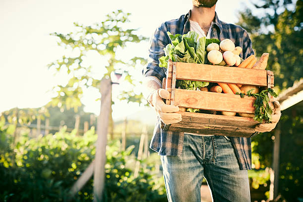 istock Man carrying freshly harvested vegetables in crate at organic fa 599502816