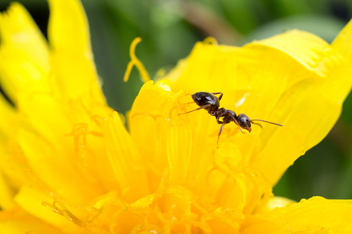 ant on a blade of grass on a yellow background close-up, close-up, black ant