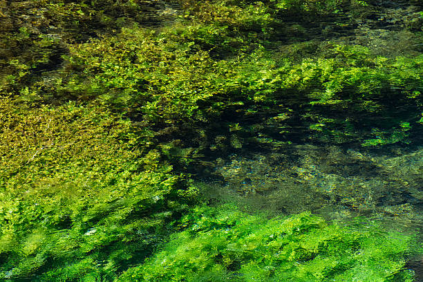 istock Emerald green flowing river water with seaweed background 599505932