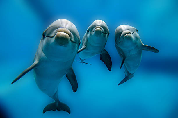 istock three dolphins close up portrait underwater while looking at you 599506270