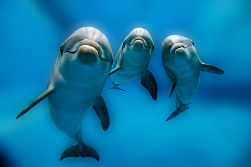 Dolphins Swimming in Shallow Water