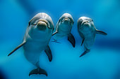 three dolphins close up portrait underwater while looking at you