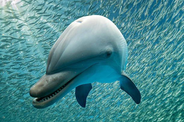 istock dolphin close up portrait detail while looking at you 599506348