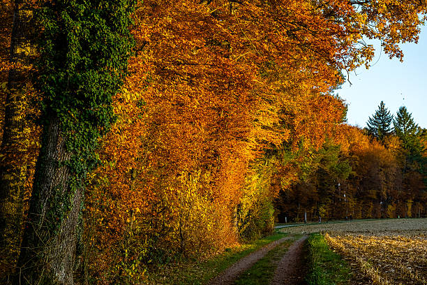 istock Dirt Road By Trees At Field Against Sky 599662209