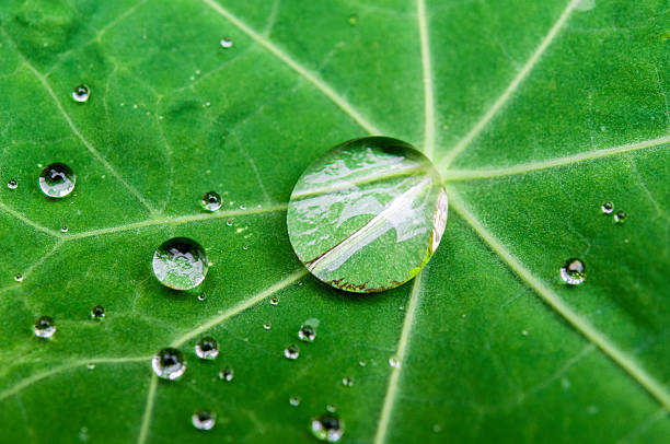 istock Nasturtium drop of water 599673516