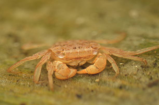 istock Beige/orange crab in water, facing camera 599673898