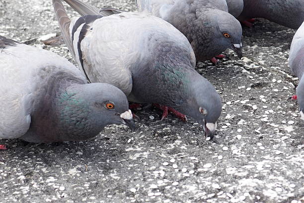 istock Dove eat the bait 599675318
