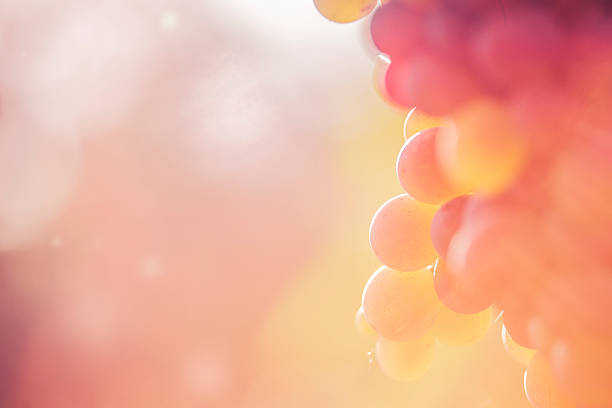 Close-up of Red grape in the vineyard
