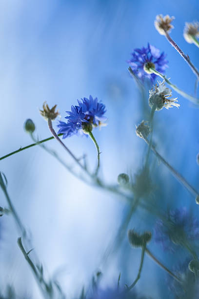 istock Wild chicory's flower on background of the sky 599676850