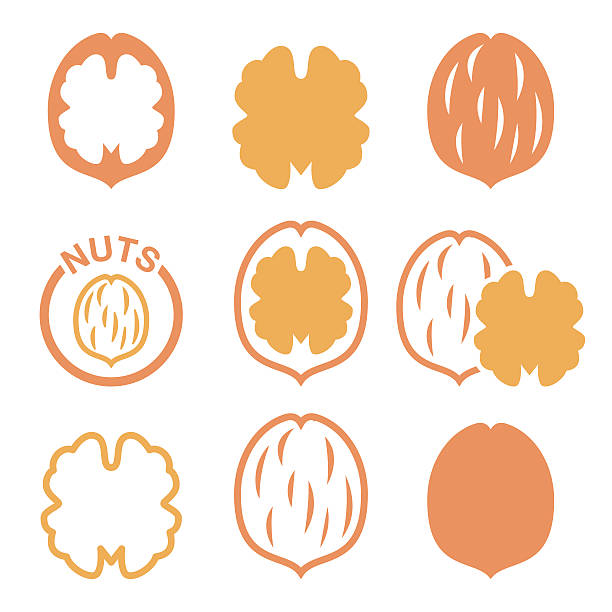 illustrations, cliparts, dessins animés et icônes de noyer, résumé icônes vectorielles ensemble - walnut nut isolated white background