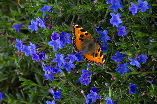 A Small tortoiseshell drinking nectar from a flower