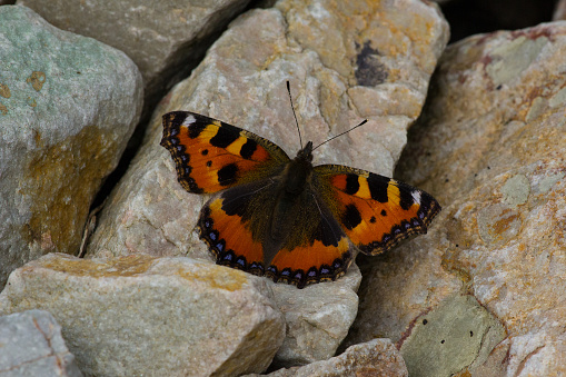 A Small Turtoiseshell butterfly warming up on a rock