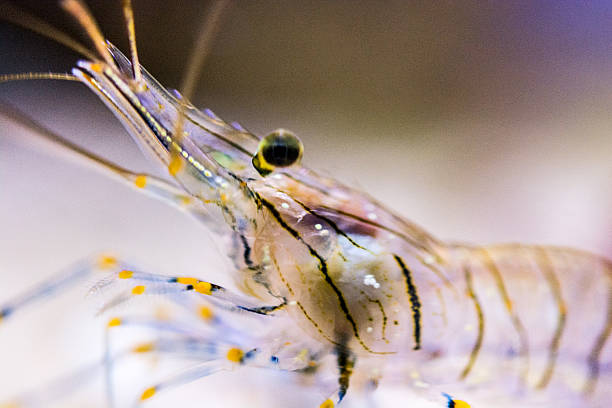Macro shot of small shrimp Underwater macro shot of a small (a few centimeters long) shrimp. Its transparent body allows him to completely merge with the environment. (high ISO, shallow DOF) decapoda stock pictures, royalty-free photos & images
