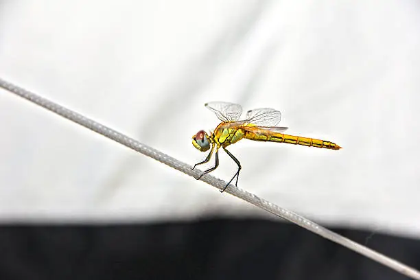 macro: dragonfly balancing on a rope