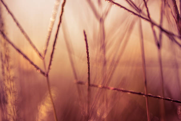 istock Blades of grass during sunset, close-up 599681310