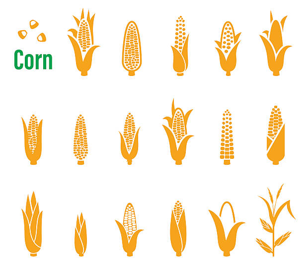 wektorowy zestaw ikon i logo z kukurydzą na - corn on the cob obrazy stock illustrations