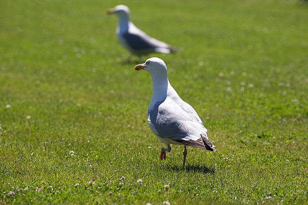 Black backed gull flying near a colony of Sandwich terns on Inner Farne in the Farne islands, Northumberland.