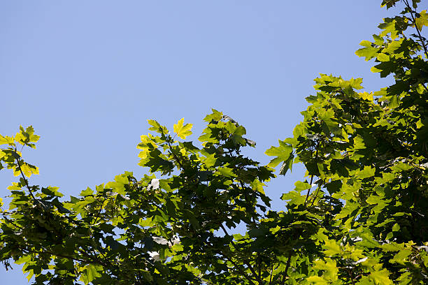istock Sun lit leaves of Maple on blue sky 599687298