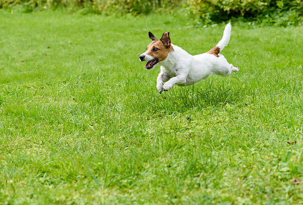 istock Playing dog on green grass running and jumping 599687950