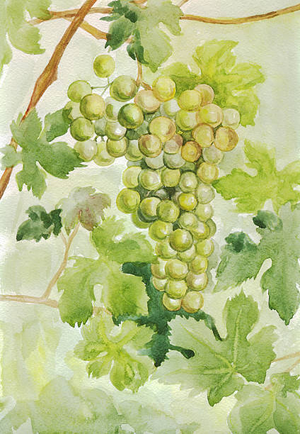 istock Grapes on a branch. Watercolor painting 599688216