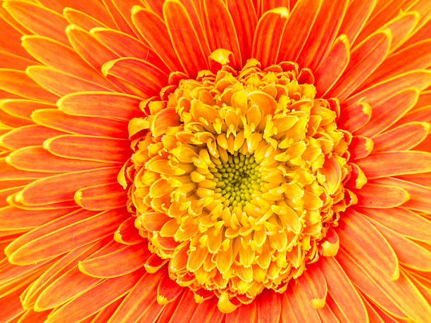istock Closeup orange Gerbera flower 1 599688348