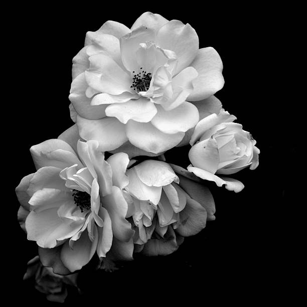 White Roses in Black and White White Roses in Black and White single flower photos stock pictures, royalty-free photos & images