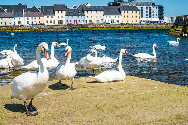 istock mute swans in Galway city. 599689794