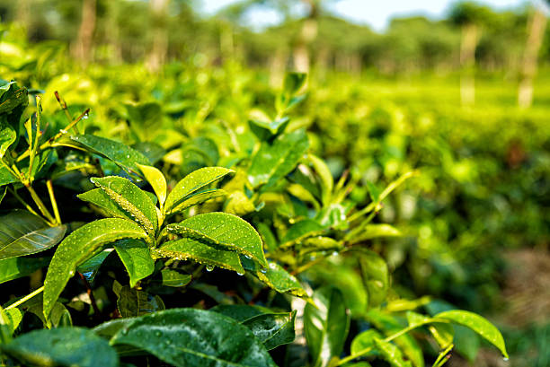 Tea plantations at Java, Indonesia stock photo