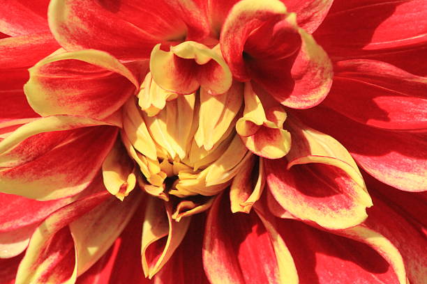 istock red and yellow dahlia 599691988