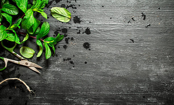 istock Bunches of fresh mint with scissors. 599692136
