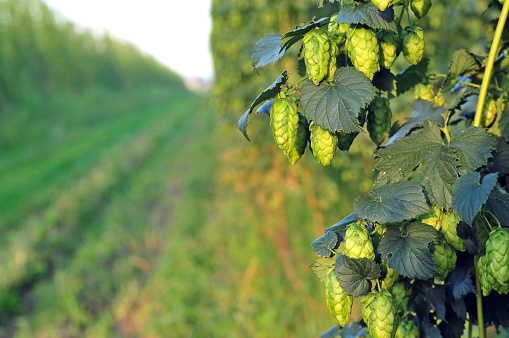 Close up of ripe green hops, growing in a field