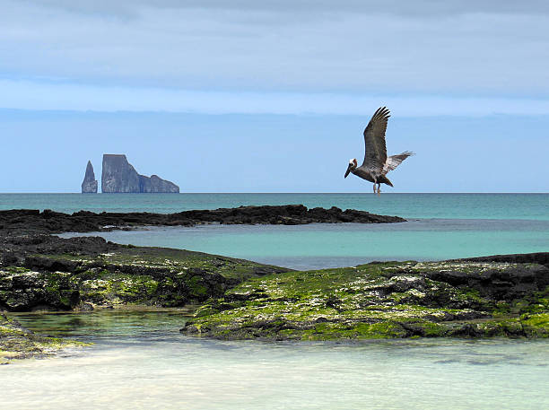 Galapagos Pelican stock photo
