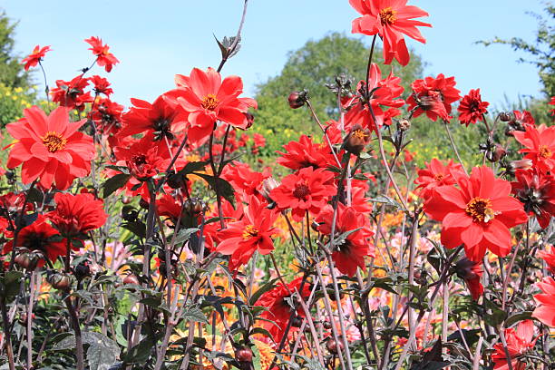 istock dahlia garden eye level 599695394