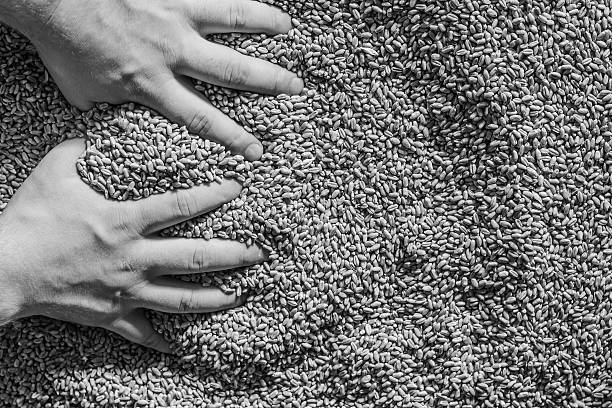 istock Wheat in the hand of man. 599697524