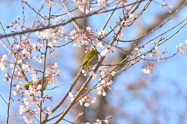 istock Cherry blossoms and Japanese white-eye 599700068