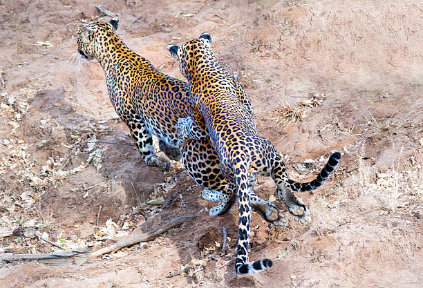 100+ Leopard Family Stock Photos, Pictures & Royalty-Free Images