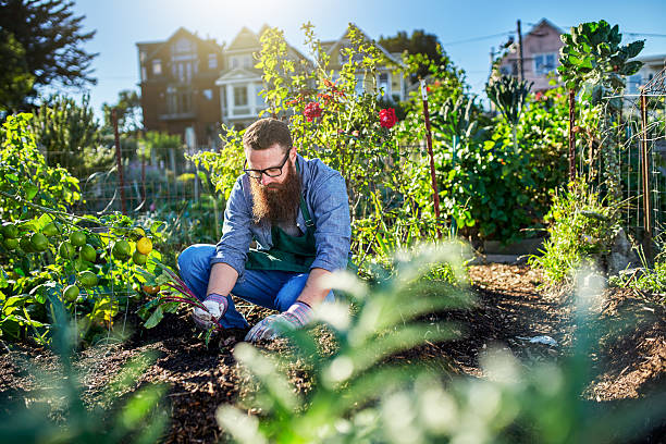 istock pulling beets out of the ground in urban communal garden 599700512