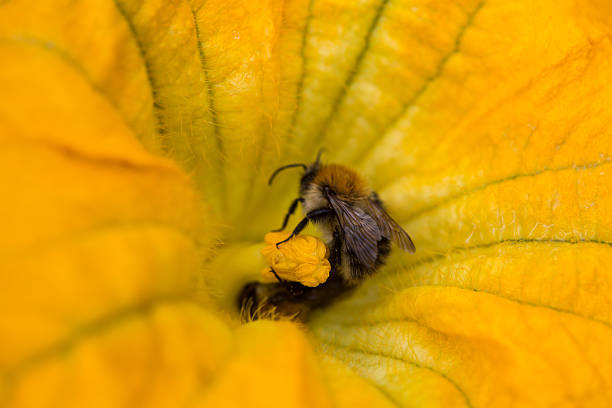 bee collecting pollen on a zucchini plant