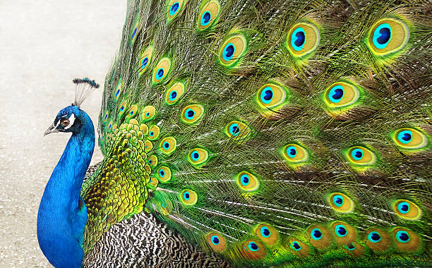 Peacock with opened tail stock photo