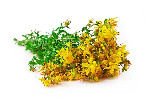 Bunch of hypericum perforatum, St. john's worth herb isolated on a white background